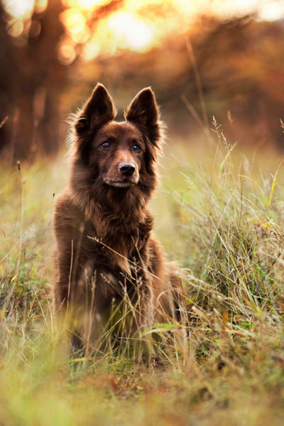 Brauner Mischlingshund im Sonnenuntergang, Harz, Wernigerode